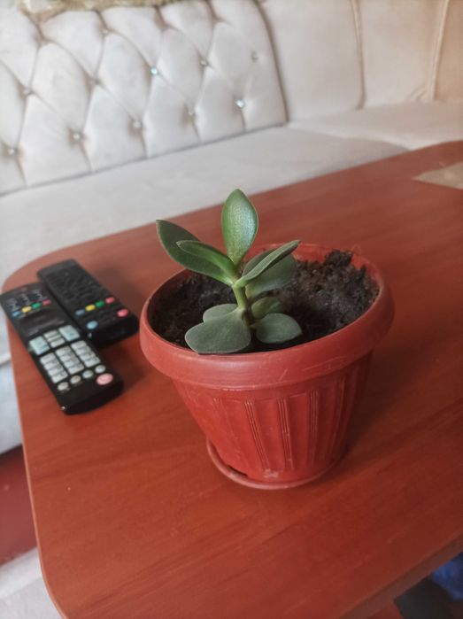 Комнатные растения