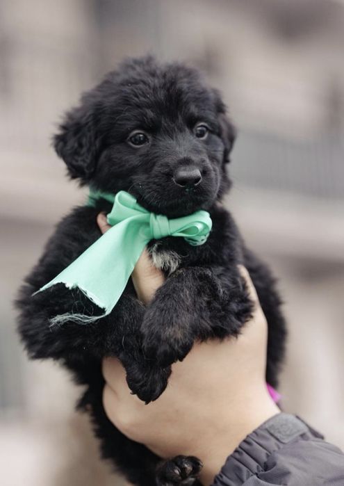 Малыши в добрые руки, возраст 2 месяца