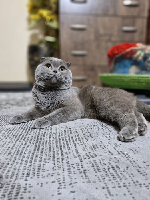 Продается Скоттиш фолд