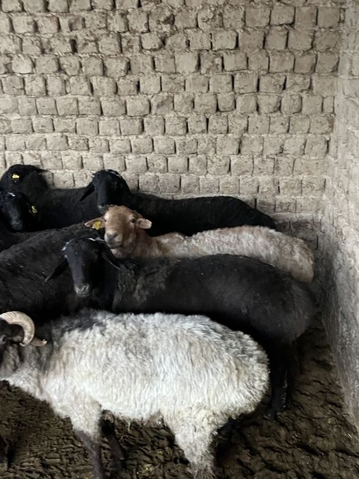 Қошқар бар сойып беремиз басын үйітіп береміз