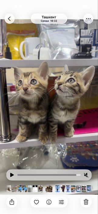 Продаётся кошка породы Бенгал