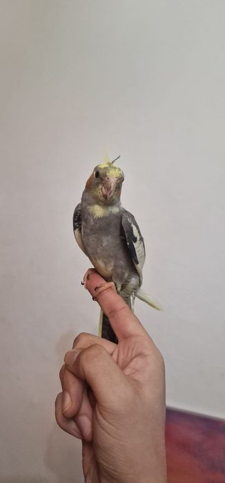 Vand  pui de nimfa(mascul și femela ) inelati 2026