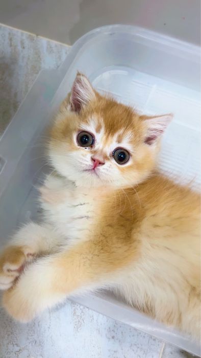 2ойли угил бола соглом