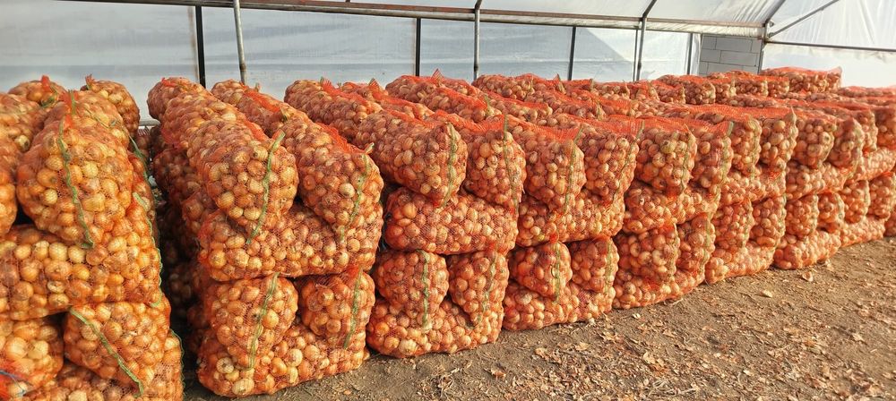 Ceapa plata cantitate mare ,prasita manual