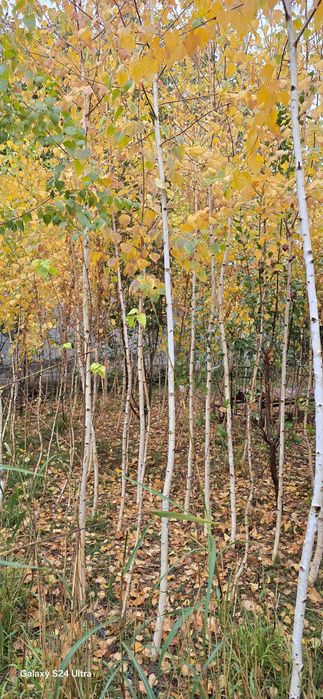Берёза кўчатлар сотилади.