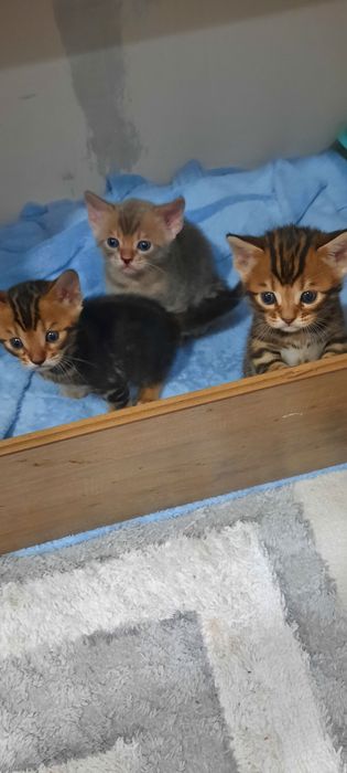 Продам бенгальских котят