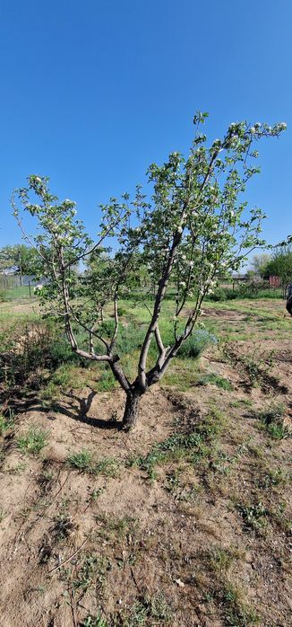 Срочно продам дачу