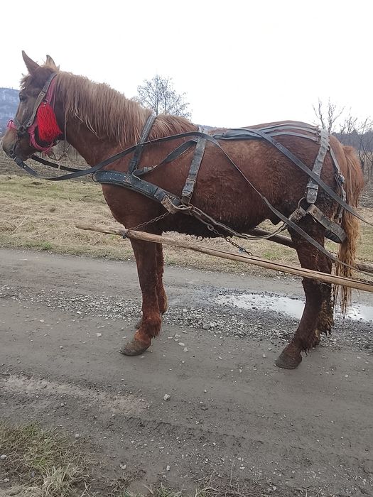 Schimb cu viței sau o văcuță