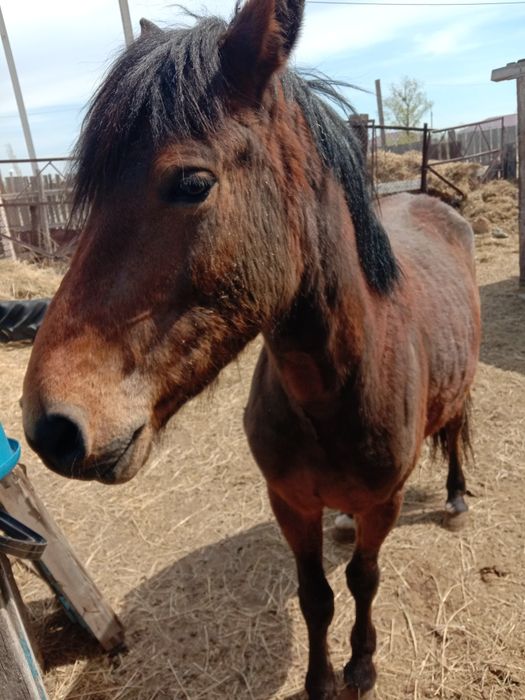 Құнан 3жасар 600000