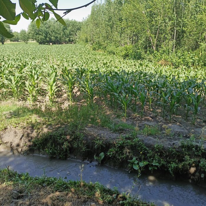 Участок 20 соток