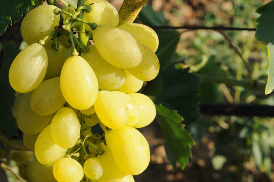 Butasi vita de vie de masa si vin anul 1