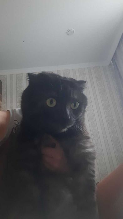 Пропал черный кот. Помогите найти!