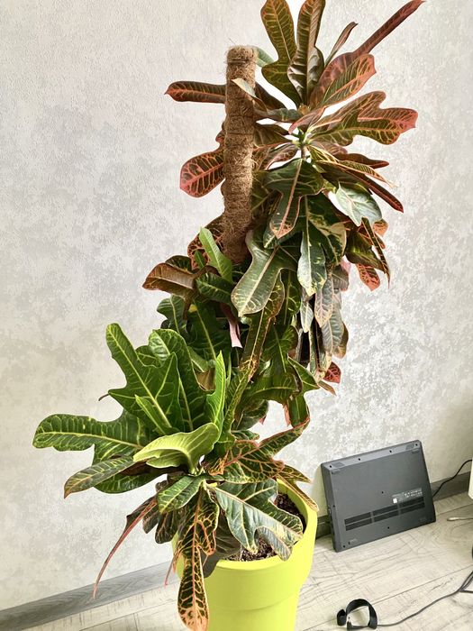 Продам Кротон