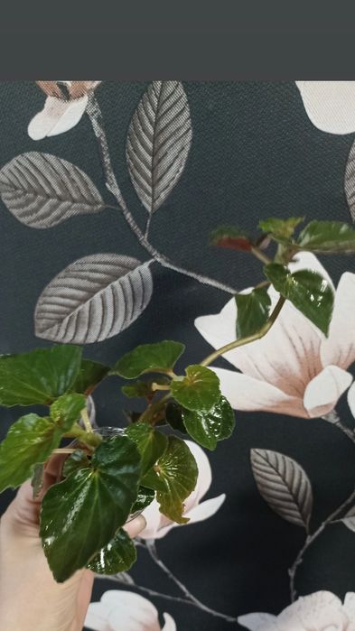 Цветы (отростки)