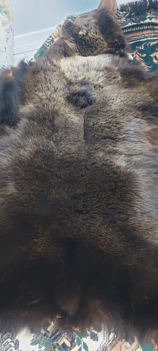 Чучело медведя натуральный