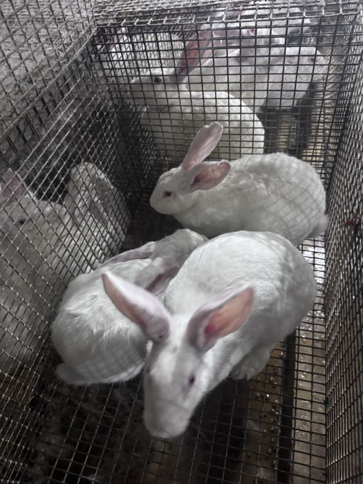 Sifatli Hikol quyonlari – nasl va boqish uchun