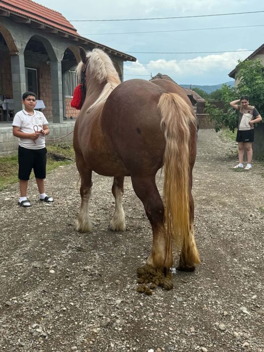 Vănd ,iapa de 4 ani ștantata  și cuminte