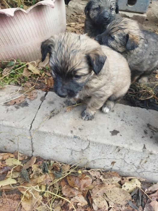 Срочно в добрые руки щенят