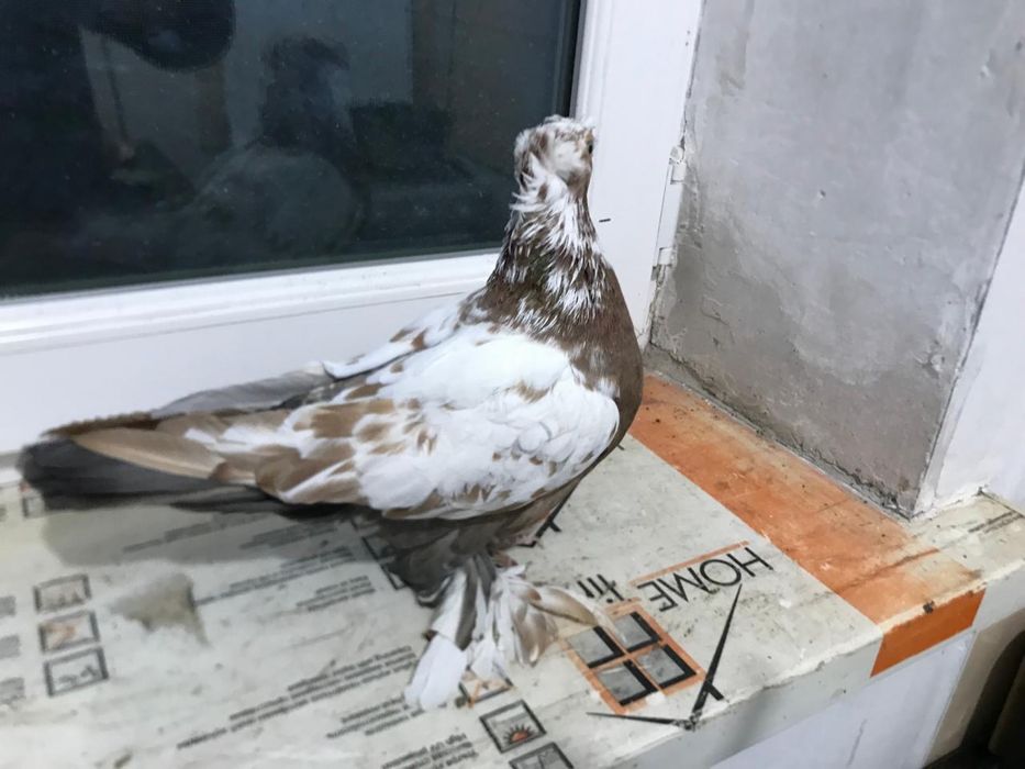 Голуби лётные продам