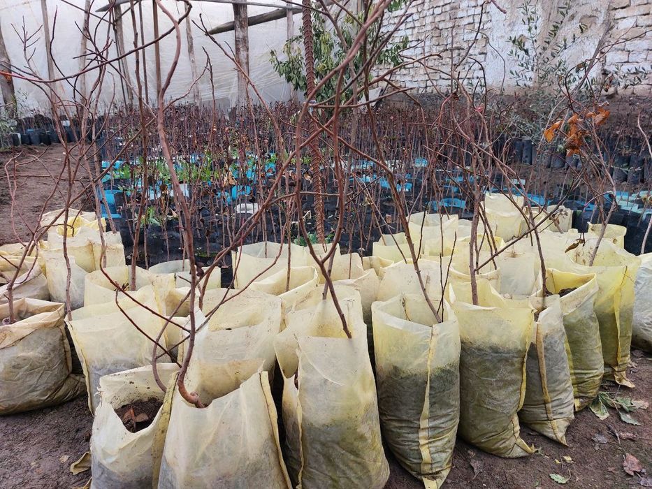 Handon Pista koʻchatlari!