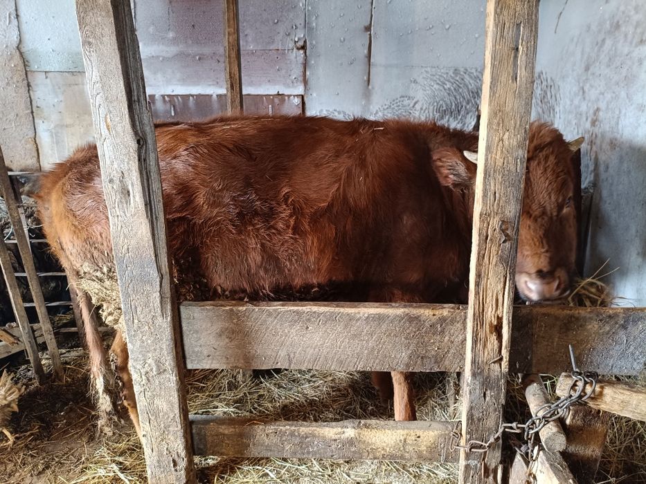 Продам крс телка