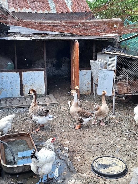 Продавам големи гъски