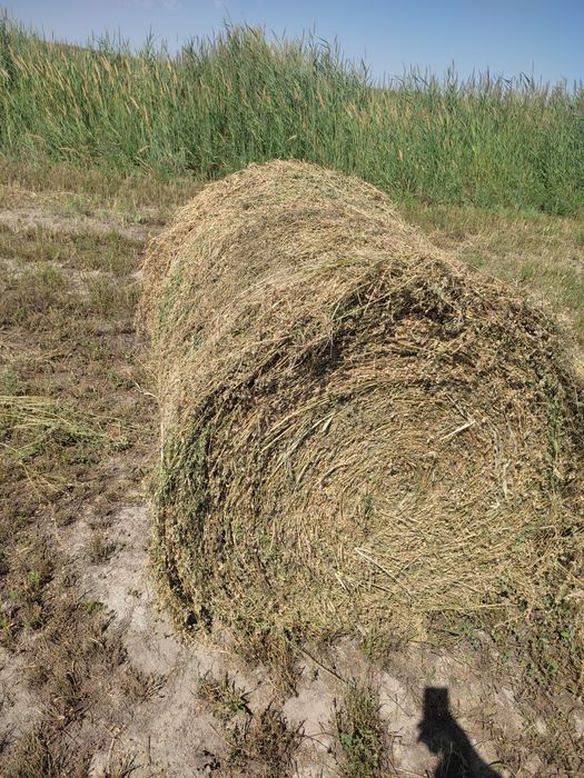 Сено в рулонах жоңышқа