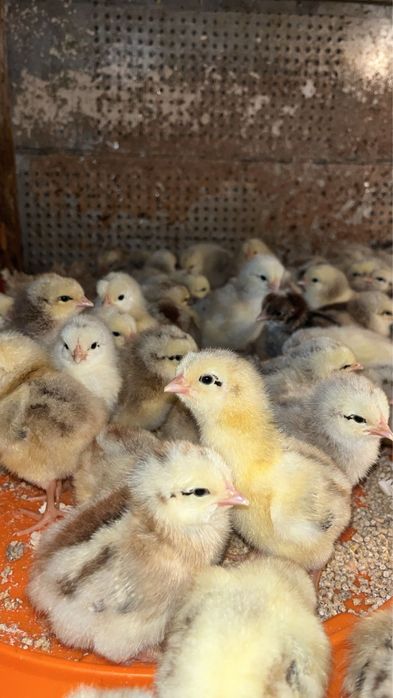 Vindem pui carne si rasa mixta