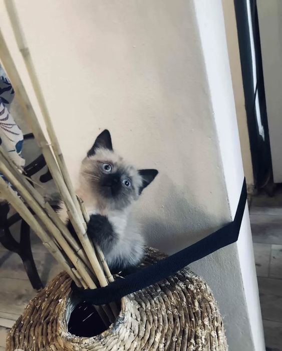 Сиамские Котята в Дар!