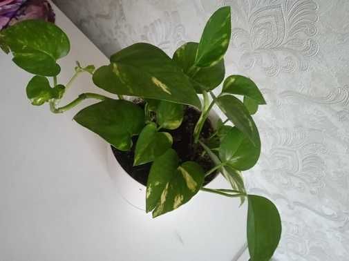 Продам сциндапсус золотистый = 1 000 тг