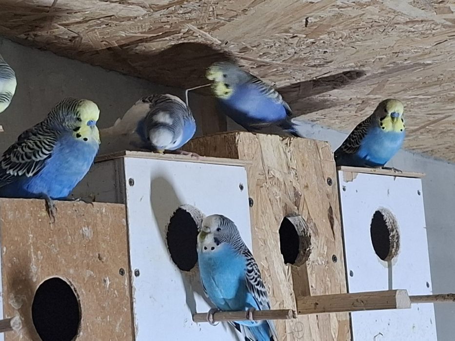 Papagali perusi tineret