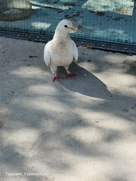 Kaptar sotiladi qizqanlar bormi