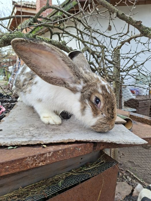 Продавам зайци..