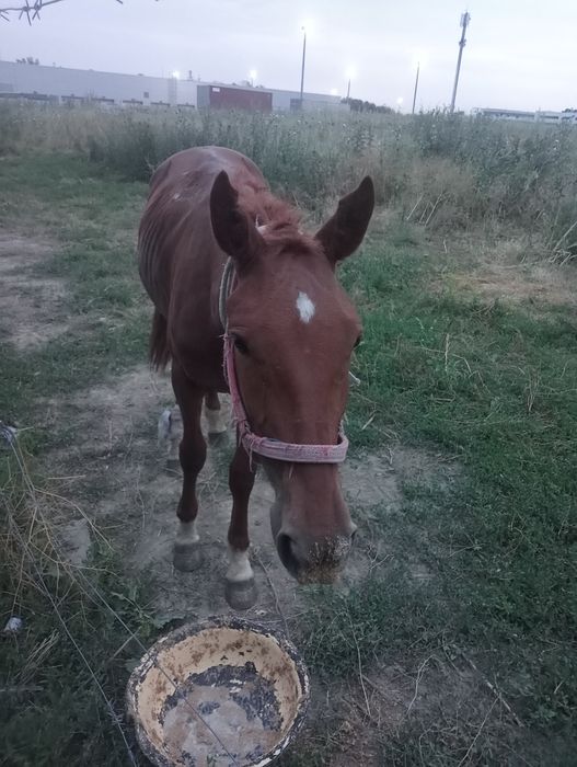Продам лошадь  ат сатам
