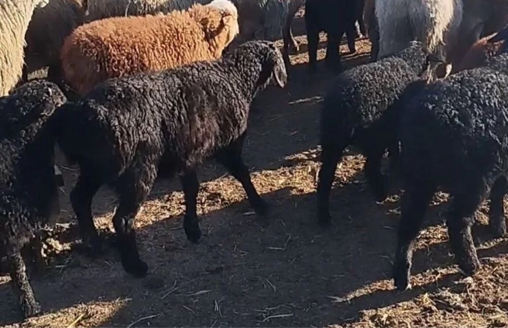Ягнята Едильбаи 1- 3месяца
