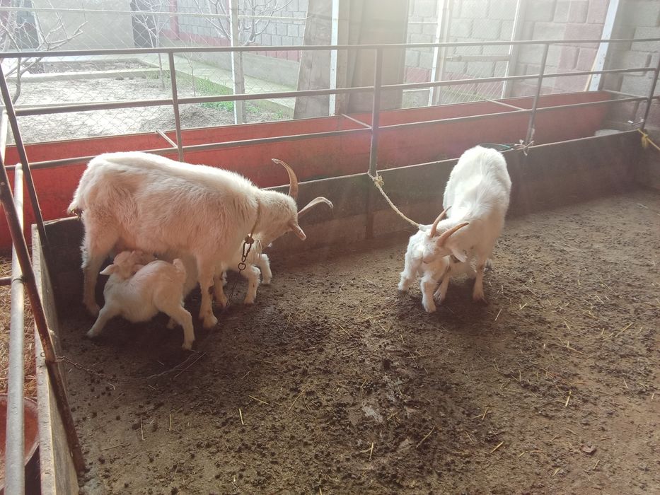 Ешкі сатылады 2,3, тумалары