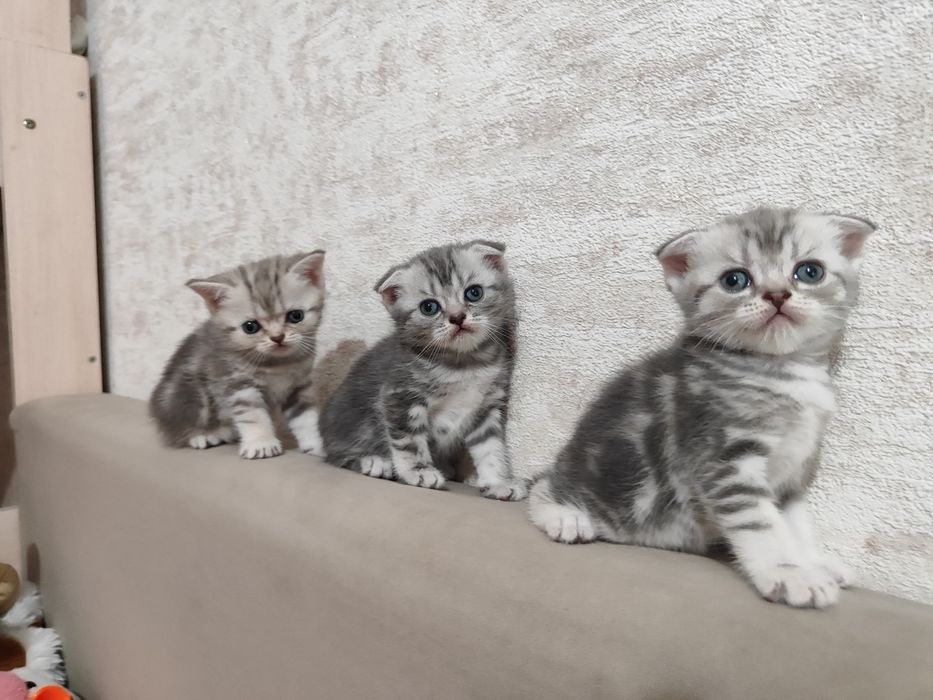 Скоттиш Страйт и Скоттиш Фолд