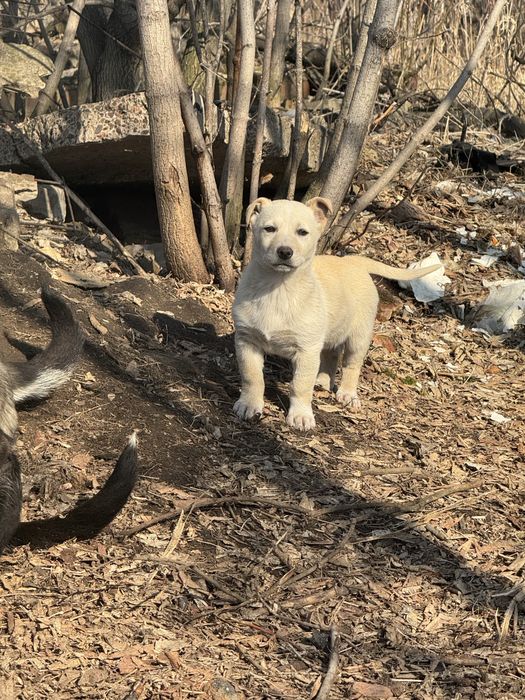 Отдам щенков в хорошие руки