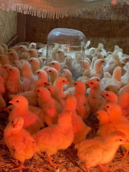 Продам цыплят породы Родонит