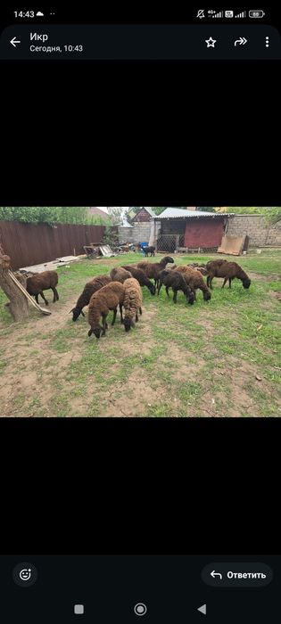 Қойлар тур 11бас