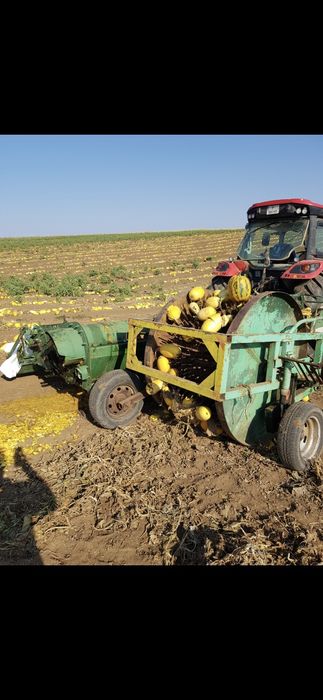 Тикварка с таралеж