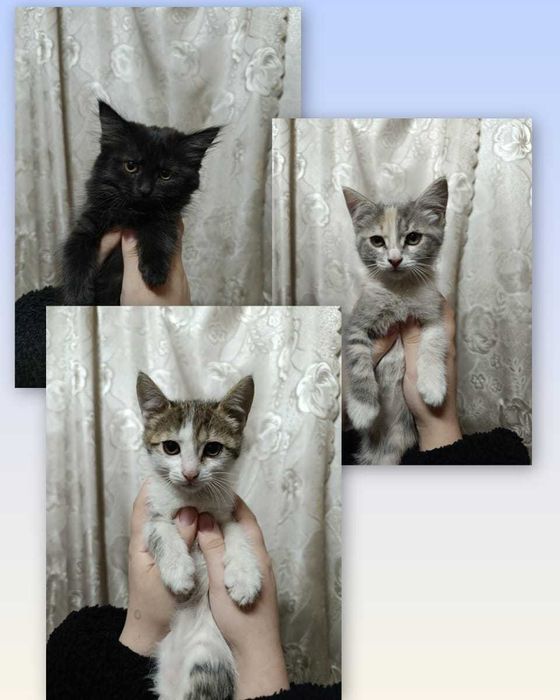 Отдам котят девочкт Срочно!!!