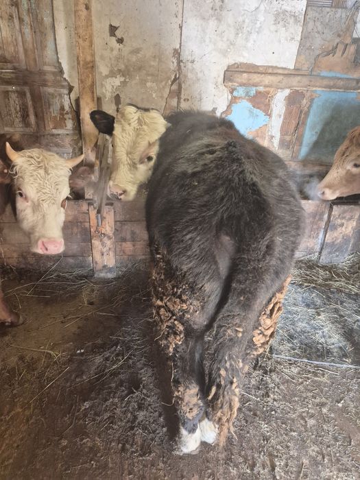 Продам кашар семис