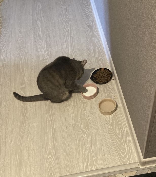 Отдам в хорошие руки кошку