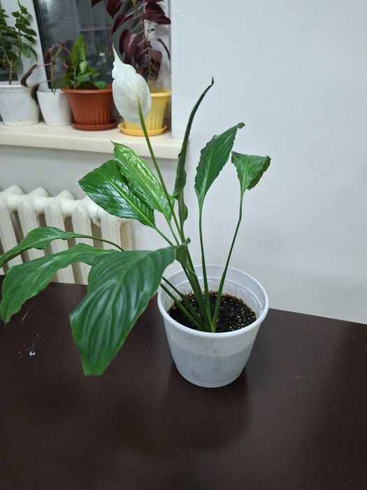 Комнатные  цветы