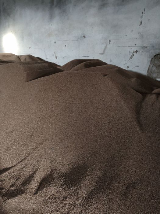 Бидай солтүстіктікі