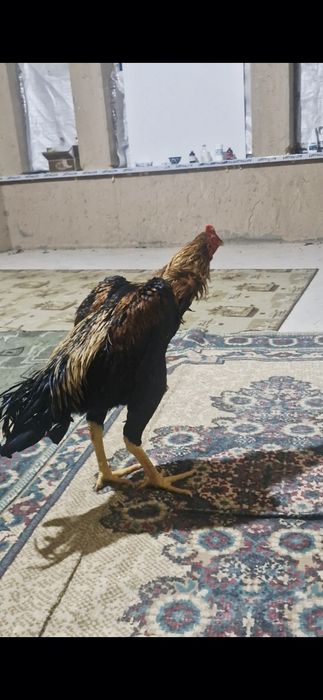 Майский шоже Кораз сатылады