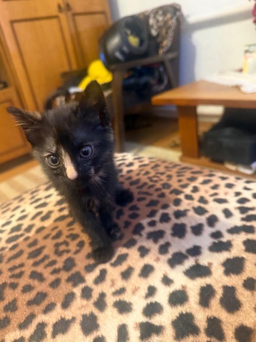 Отдам котенка в добрые руки!