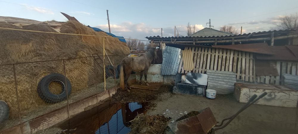 Даю Кобылу на обмен