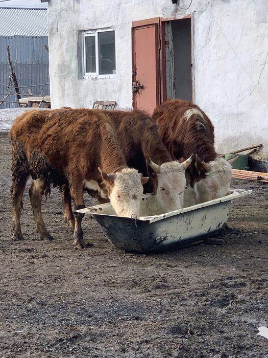 Бычок на откорме